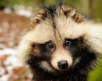 Tanuki